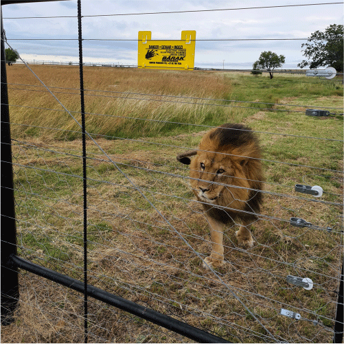 Lion JVA Electric Fencing 