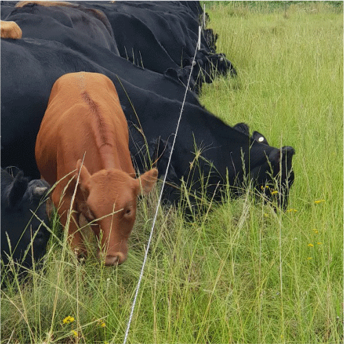 Jva Agric Electric Fencing